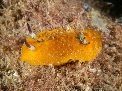 Doris immonda - North West Solitary Island, Australia