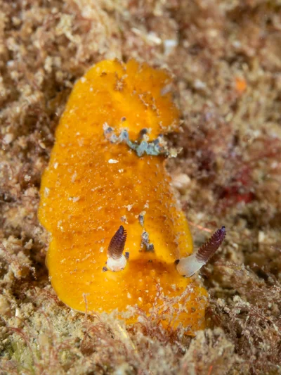 Doris immonda - North West Solitary Island, Australia