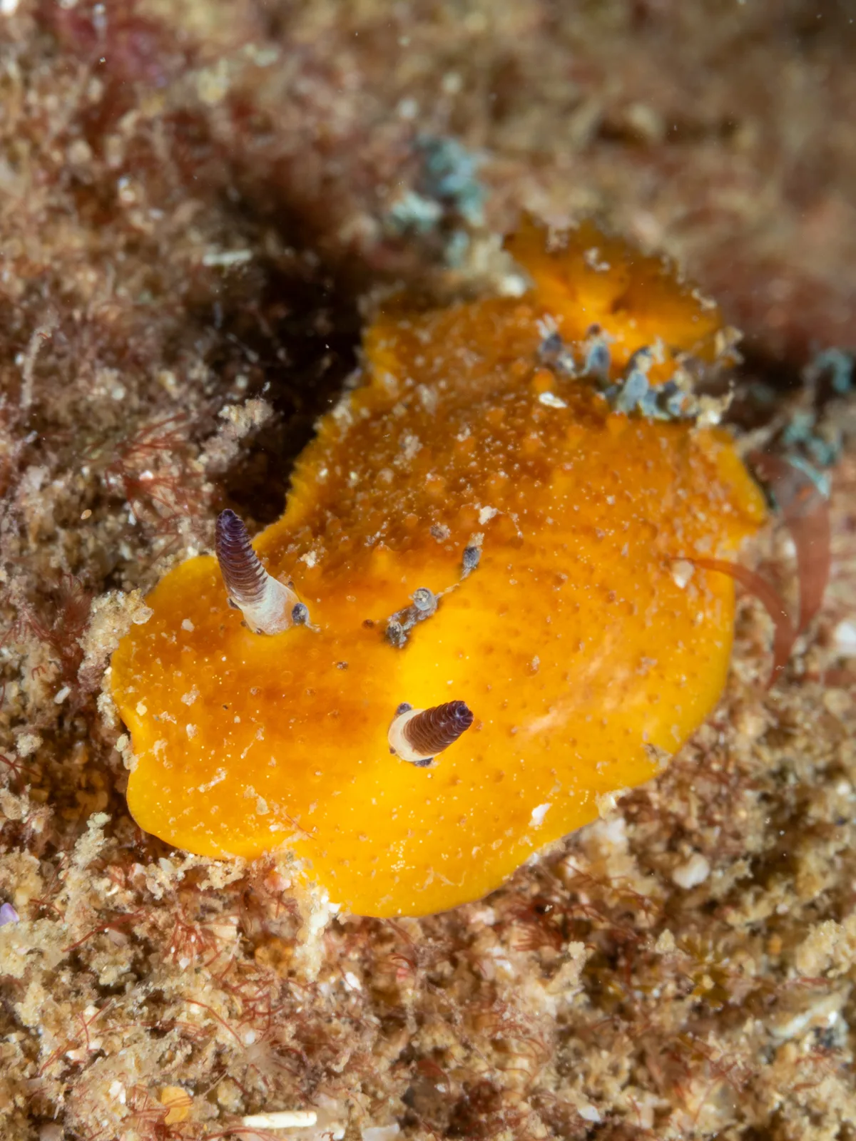 Doris immonda - North West Solitary Island, Australia