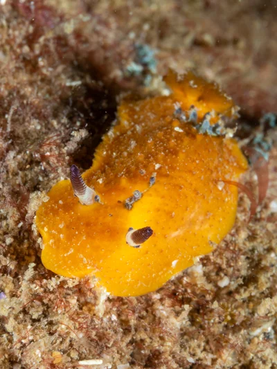 Doris immonda - North West Solitary Island, Australia