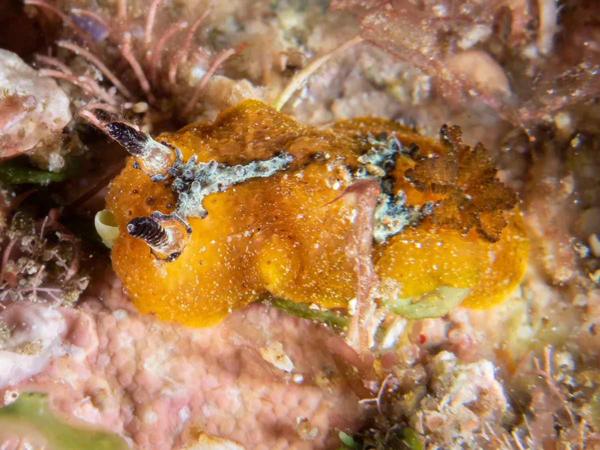 Doris immonda - North Solitary Island, NSW, Australia