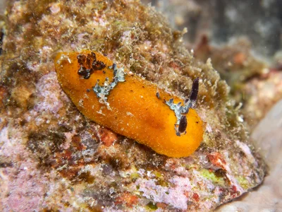Doris immonda - North West Solitary Island, Australia
