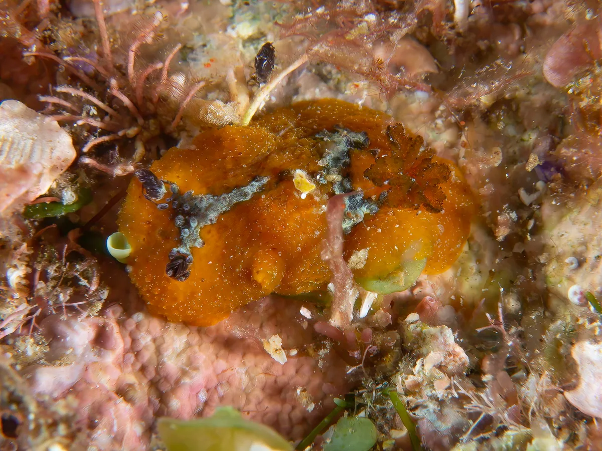 Doris immonda - Elbow Cave, North Solitary Island, NSW