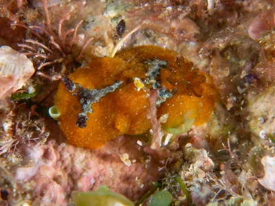 Doris immonda - Elbow Cave, North Solitary Island, NSW