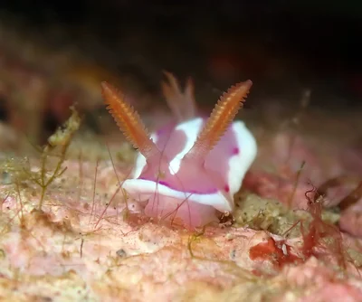 Verconia norba