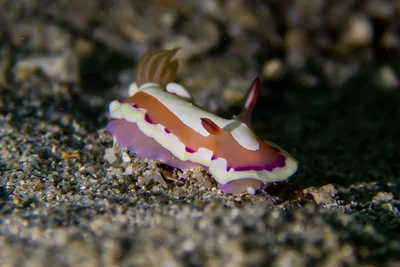 Verconia norba - Ponton Méridien, Province Sud, Nouvelle-Calédonie