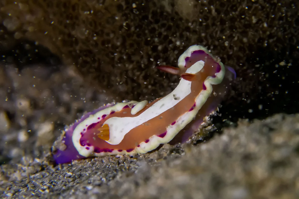 Verconia norba - Ponton Méridien, Province Sud, Nouvelle-Calédonie