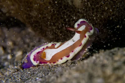 Verconia norba - Ponton Méridien, Province Sud, Nouvelle-Calédonie