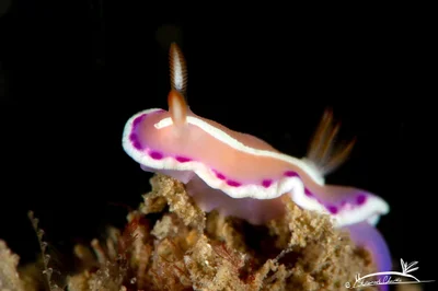 Verconia norba - Gulf of Oman, Sharjah, AE