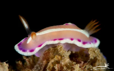 Verconia norba - Gulf of Oman, Sharjah, AE