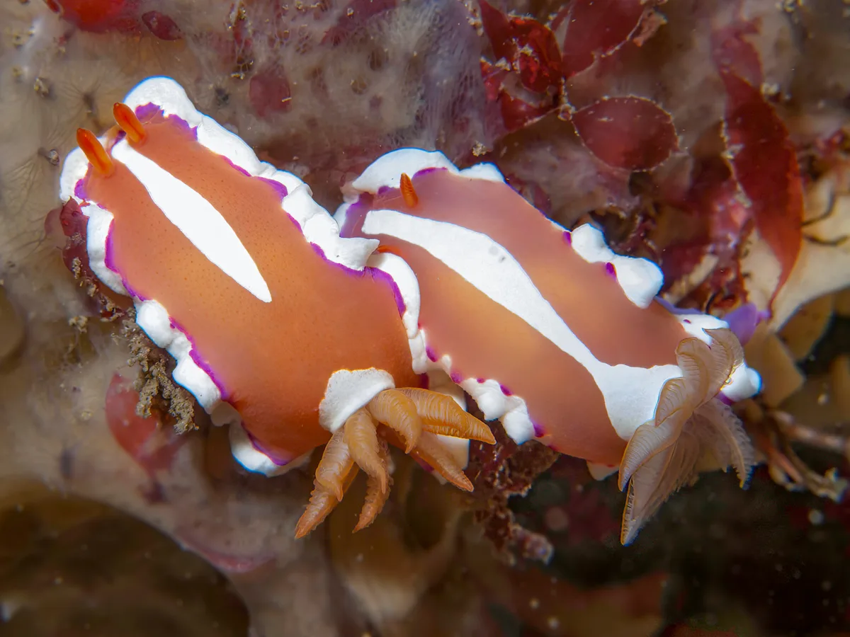 Verconia norba - North West Solitary Island, Australia