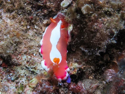 Verconia norba - Rapier Shoal, Sunshine Coast QLD, Australia
