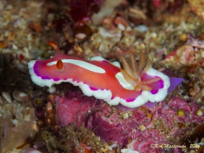 Verconia norba - Gneering Shoals, Queensland, Australia