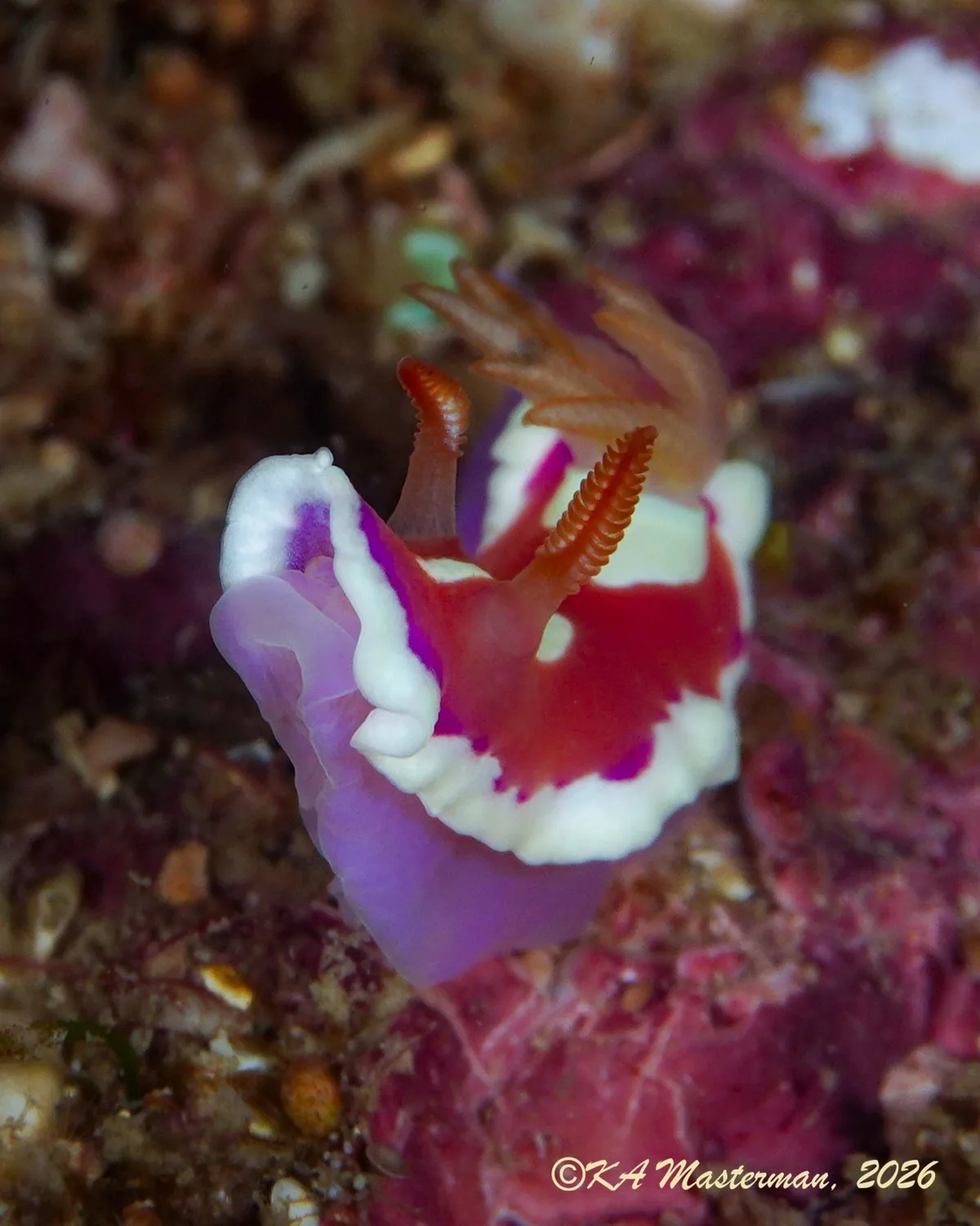 Verconia norba - Gneering Shoals, Queensland, Australia