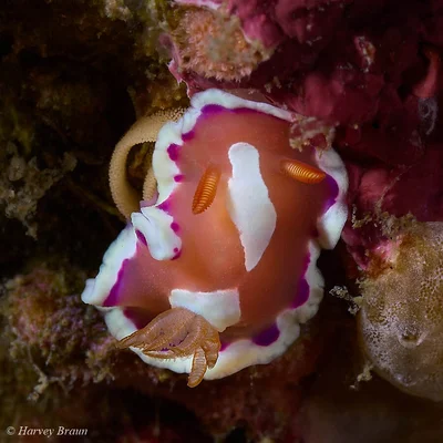 Verconia norba