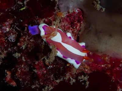Verconia norba - Gneering Shoals, Queensland, Australia