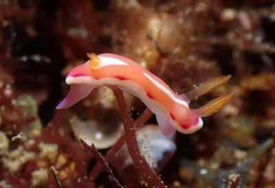 Verconia norba - Mabini, Batangas, Philippines