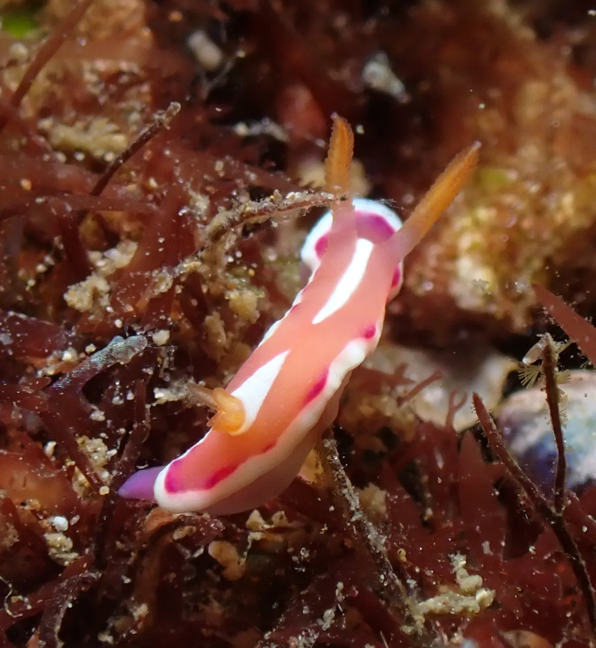 Verconia norba - Mabini, Batangas, Philippines