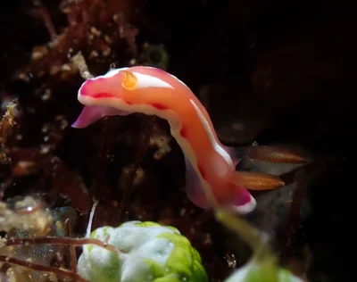 Verconia norba - Mabini, Batangas, Philippines