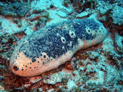 Holothuria fuscogilva