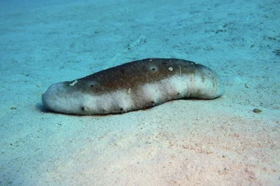 Holothuria fuscogilva