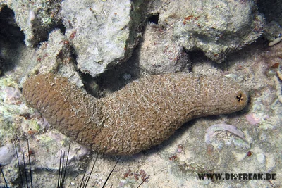 Holothuria fuscogilva (eine Seegurke), NGIDn956402127