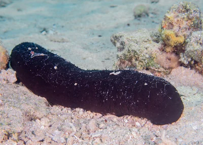 Black Sea Cucumber - Holothuria leucospilota