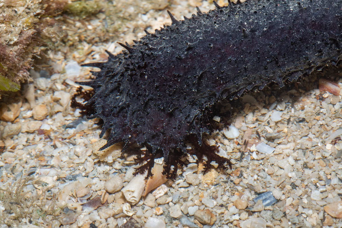_Z2A0879 Holothuria leucospilota