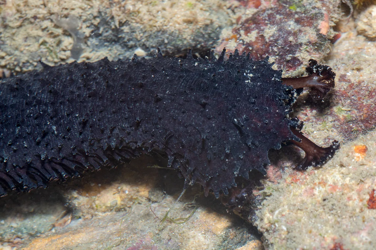 _Z2A4176 Holothuria leucospilota