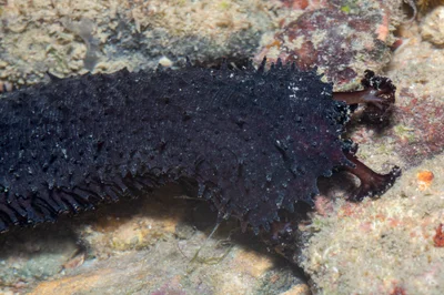 _Z2A4176 Holothuria leucospilota