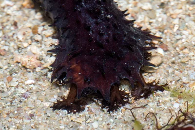 _Z2A8521 Holothuria leucospilota