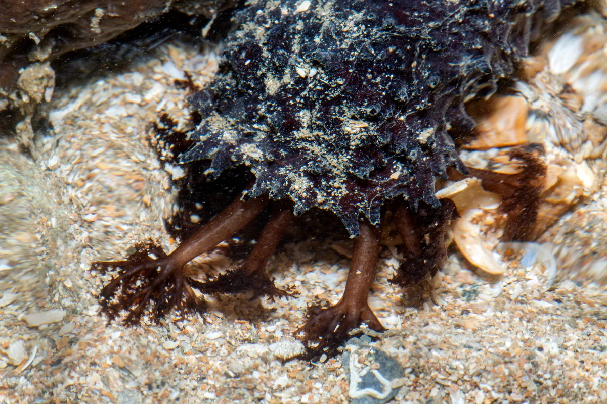 _Z2A7182 Holothuria leucospilota