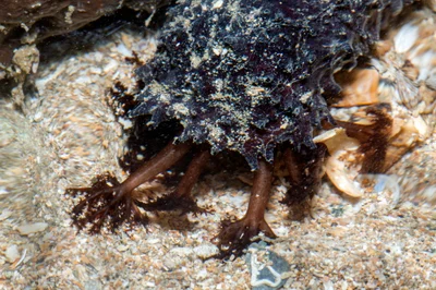 _Z2A7182 Holothuria leucospilota