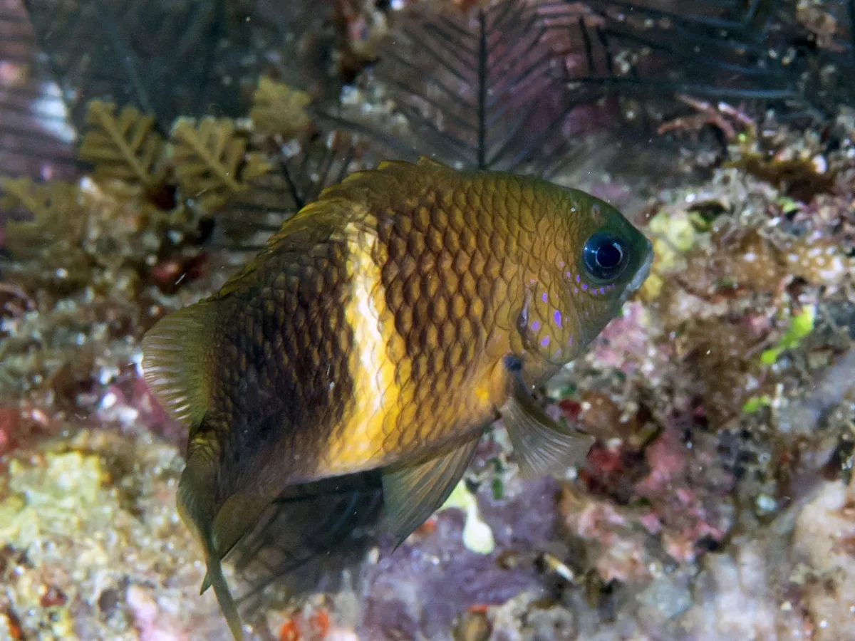 Whitebar Damselfish