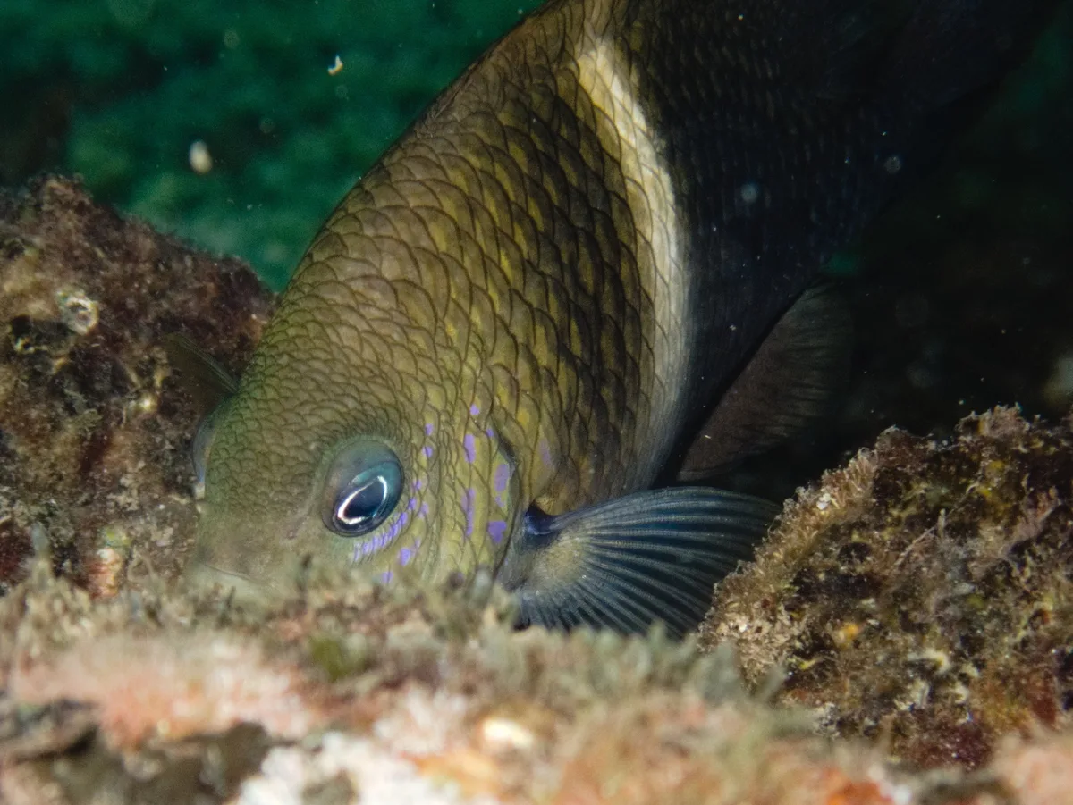 Plectroglyphidodon leucozona - Vietnam