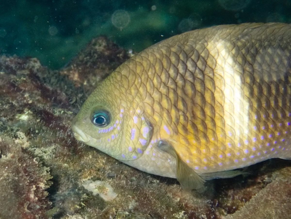 Plectroglyphidodon leucozona - Vietnam