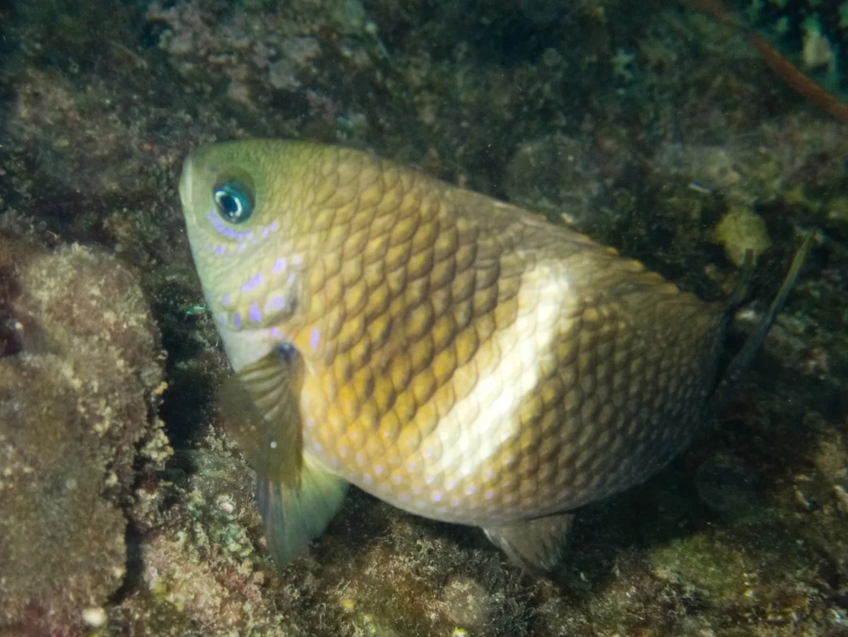 Plectroglyphidodon leucozona - Vietnam