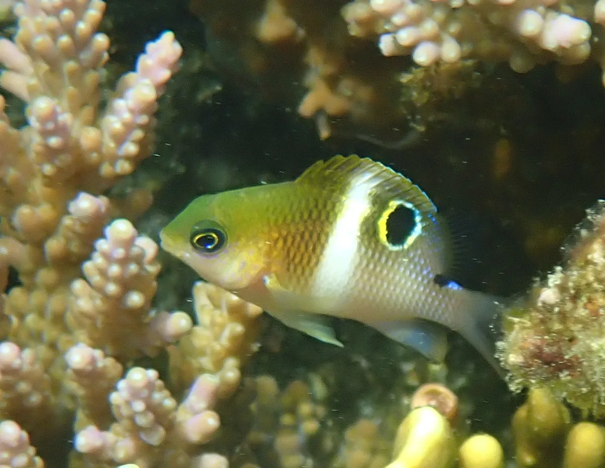 Plectroglyphidodon leucozona - Récif Ricaudy