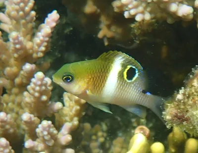 Plectroglyphidodon leucozona - Récif Ricaudy