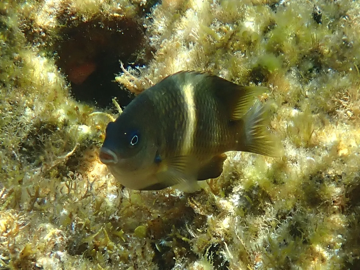 Plectroglyphidodon leucozona - Cockburn, WA, Australia