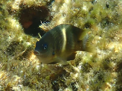 Plectroglyphidodon leucozona - Cockburn, WA, Australia