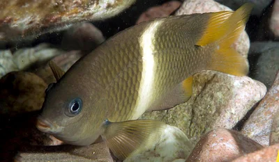 Plectroglyphidodon leucozona - Dahab, South Sinai Governorate, Egypt