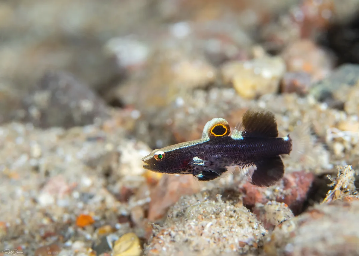 Whitecap Goby