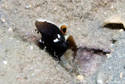 Whitecap Goby