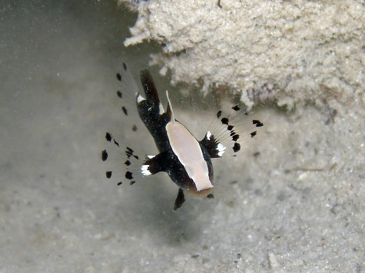 Whitecap Goby