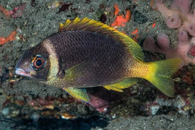 Whitecheek Monocle Bream