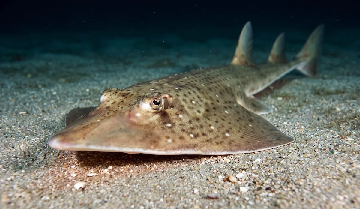 Whitespotted Guitarfish