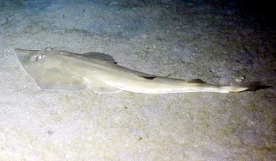 Whitespotted Guitarfish