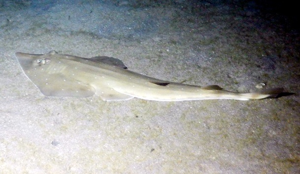 Whitespotted Guitarfish