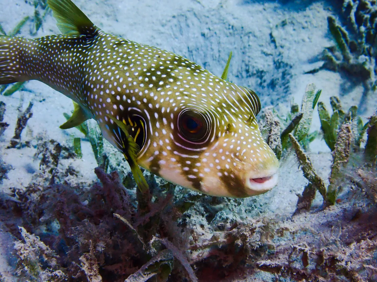 Whitespotted Puffer
